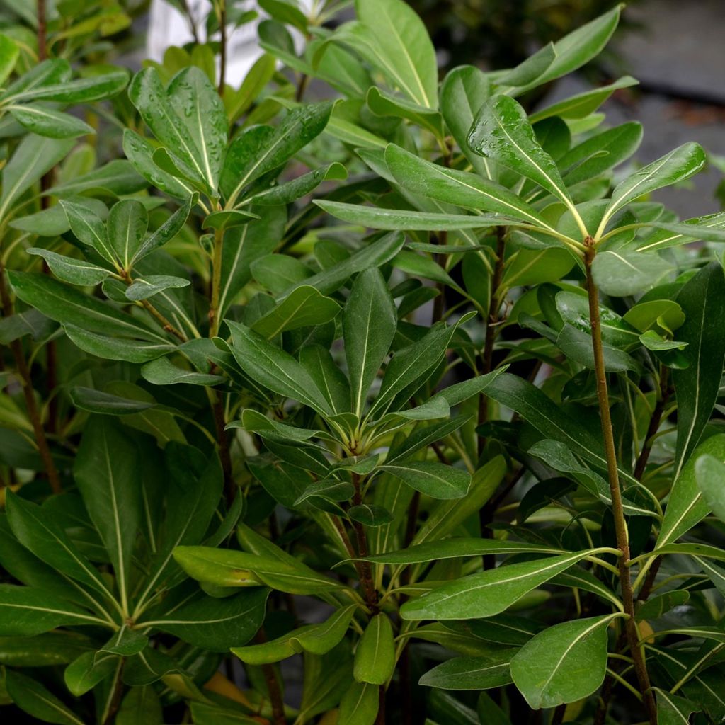 Pittosporum tobira - Pittospore du Japon