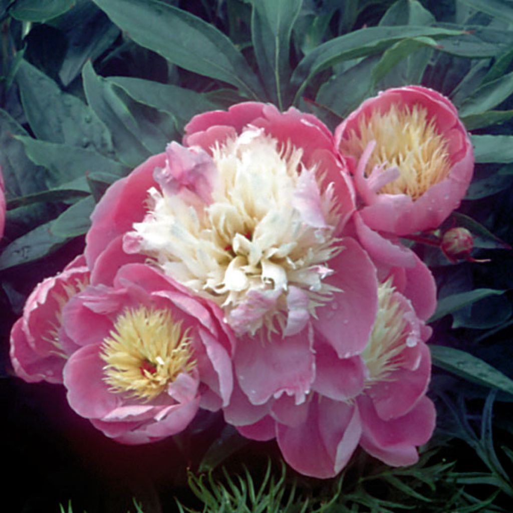 Pivoine lactiflora Bowl of Beauty