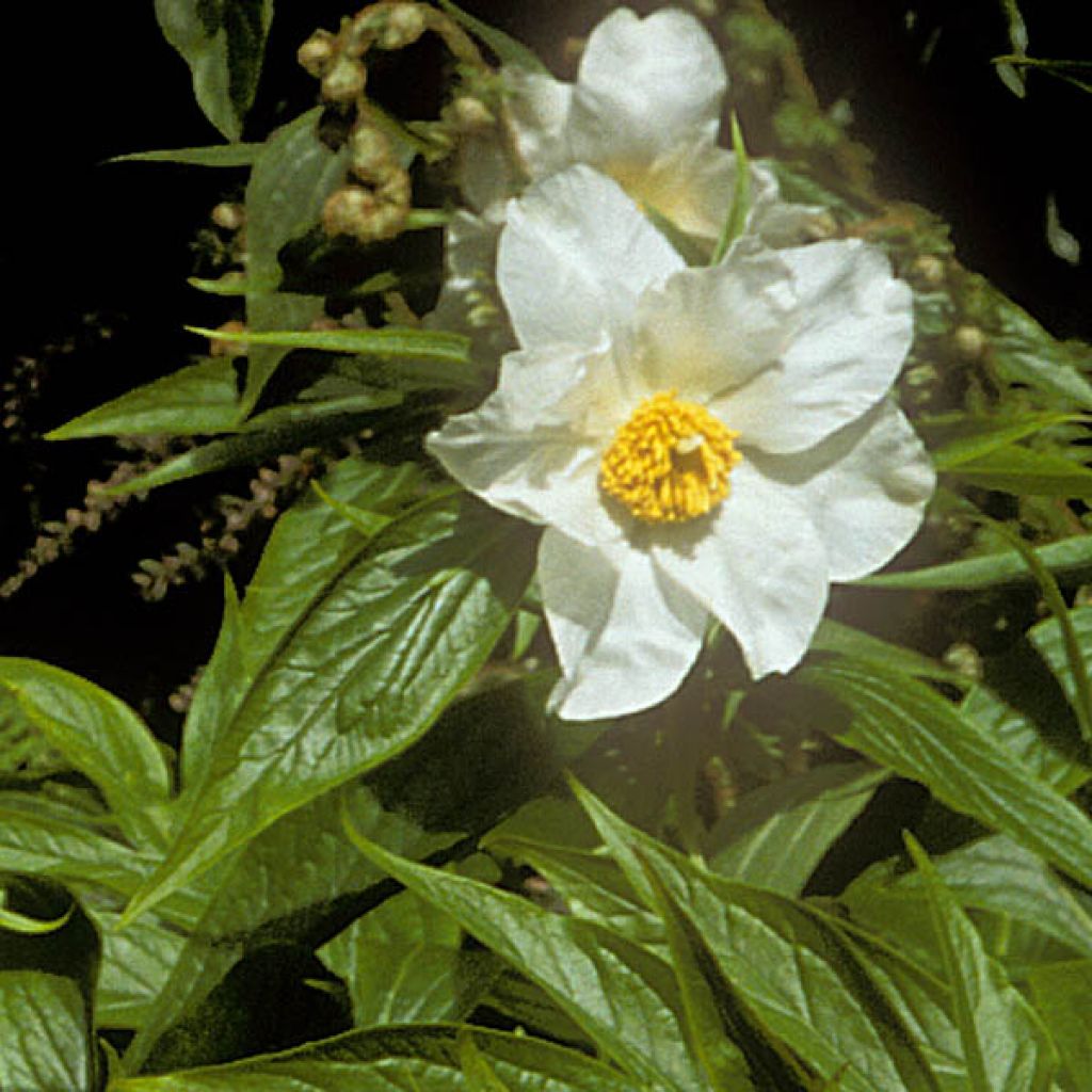 Pivoine Botanique Emodi