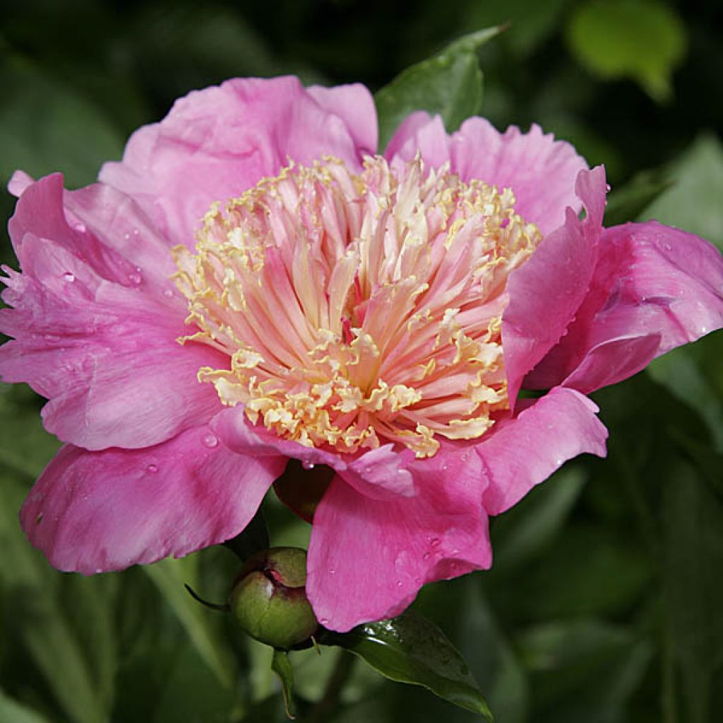 Pivoine lactiflora Doreen