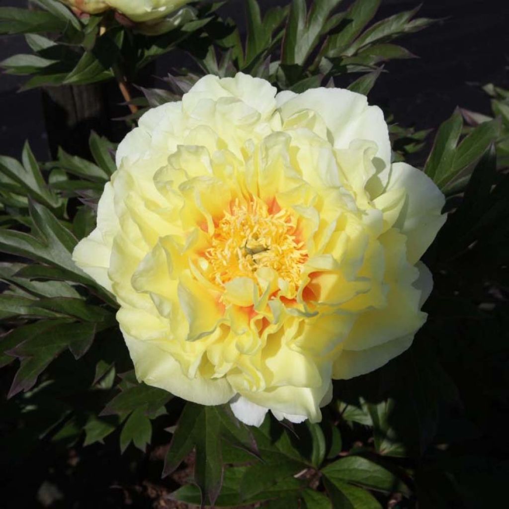 Paeonia Itoh Bartzella - Itoh Peony