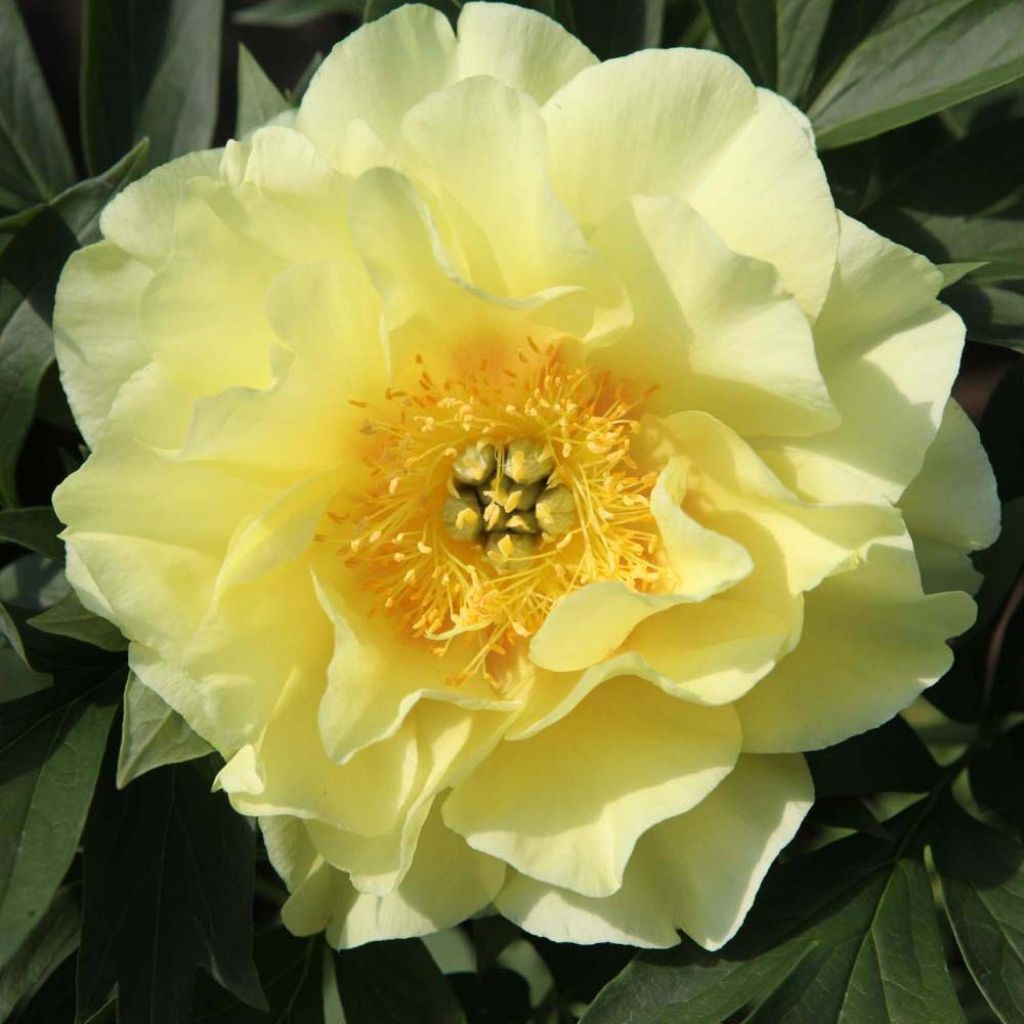 Paeonia Itoh Bartzella - Itoh Peony