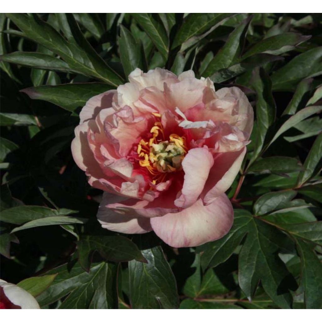 Paeonia Itoh Canary Brilliant - Itoh Peony