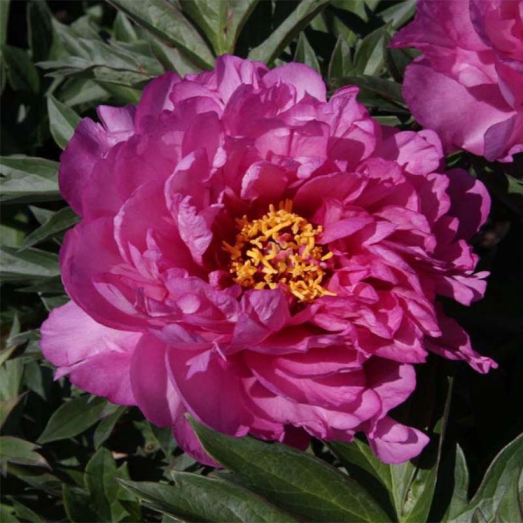 Paeonia Itoh First Arrival