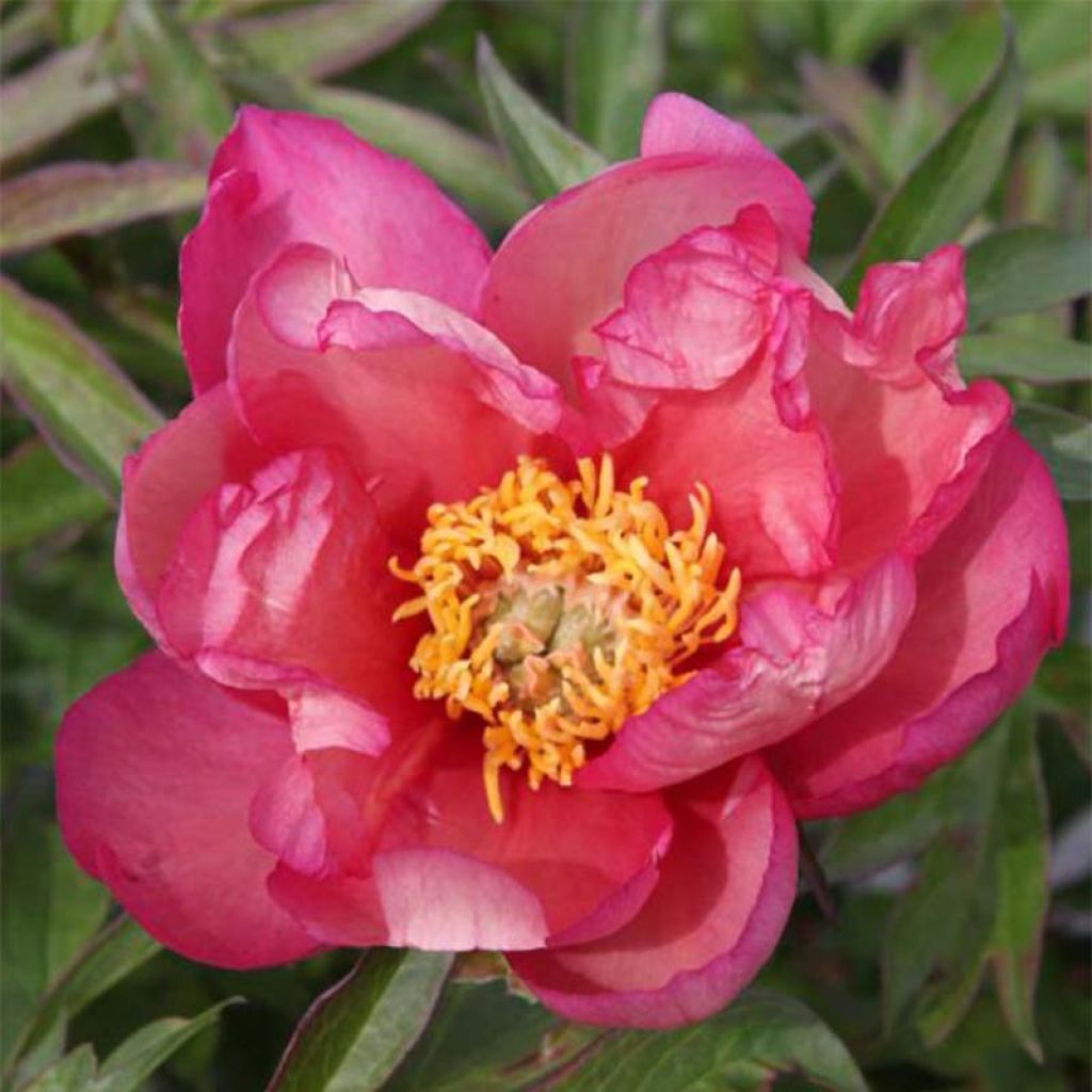 PIvoine Itoh Julia Rose