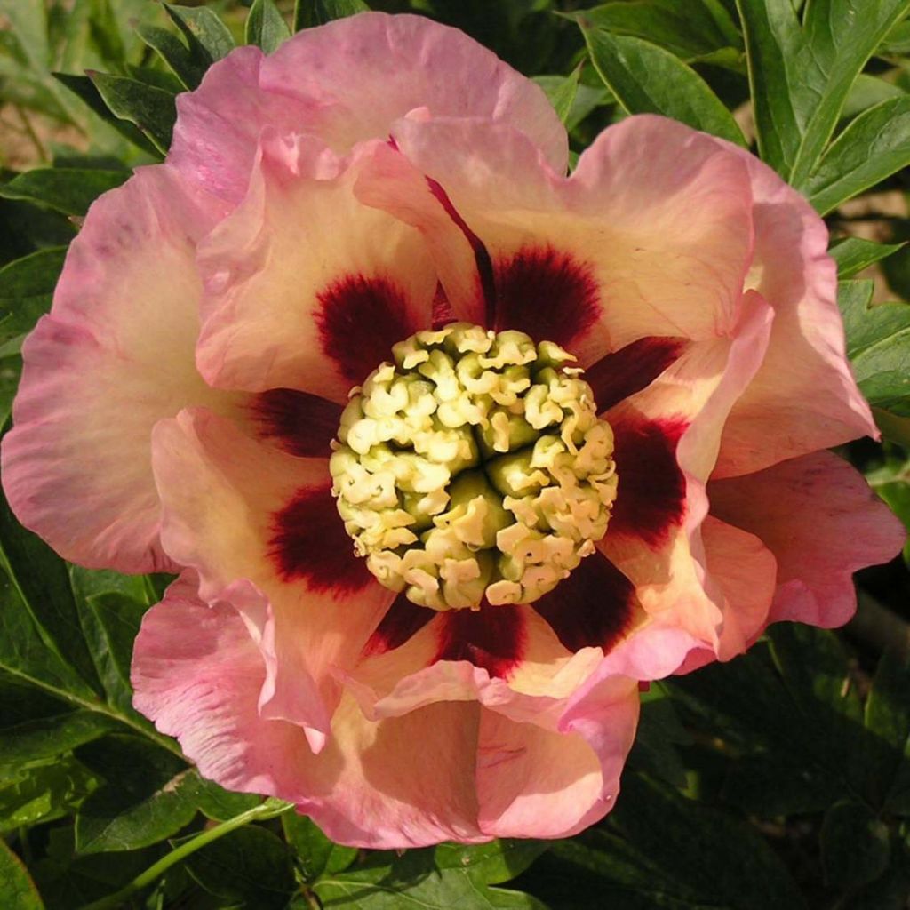 Paeonia Itoh Pastel Splendour