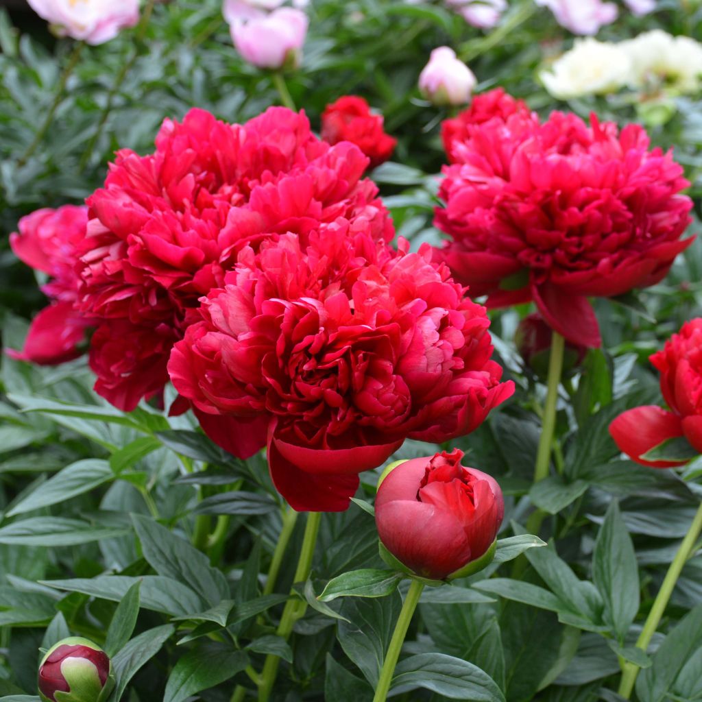 Paeonia lactiflora Bockstoce