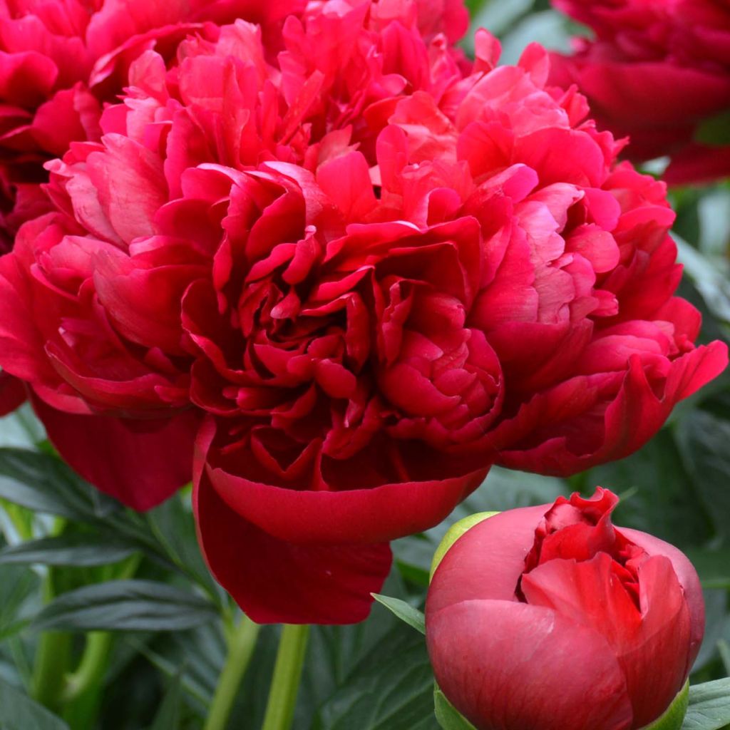 Paeonia lactiflora Bockstoce