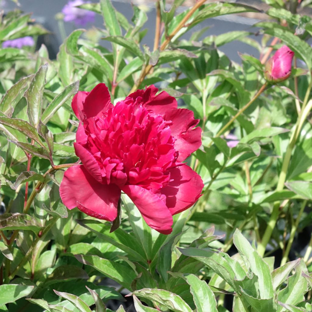 Paeonia lactiflora Inspecteur Lavergne