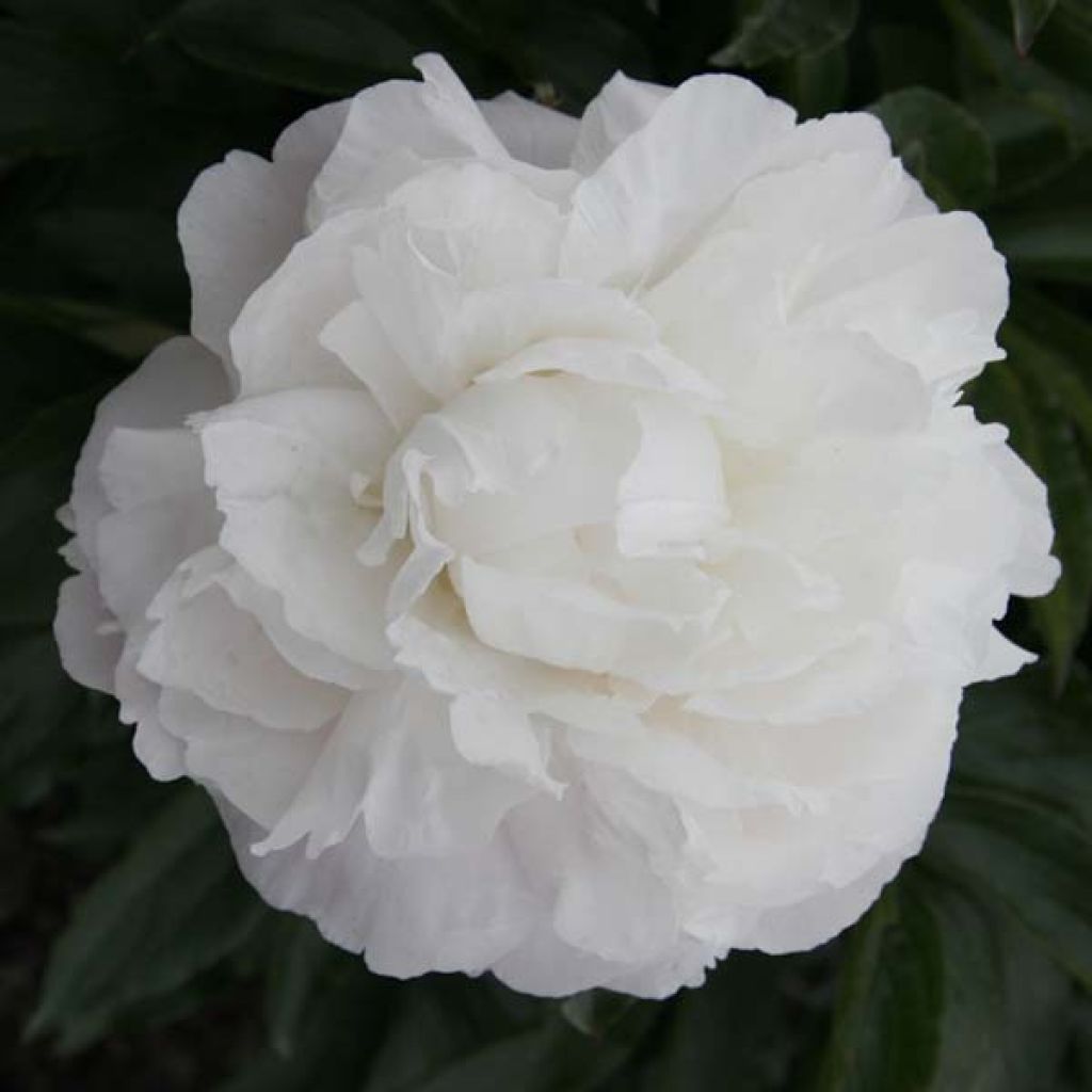 Pivoine Marie lemoine