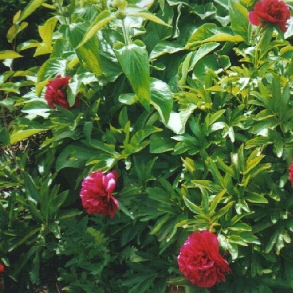 Pivoine officinale Rubra Plena