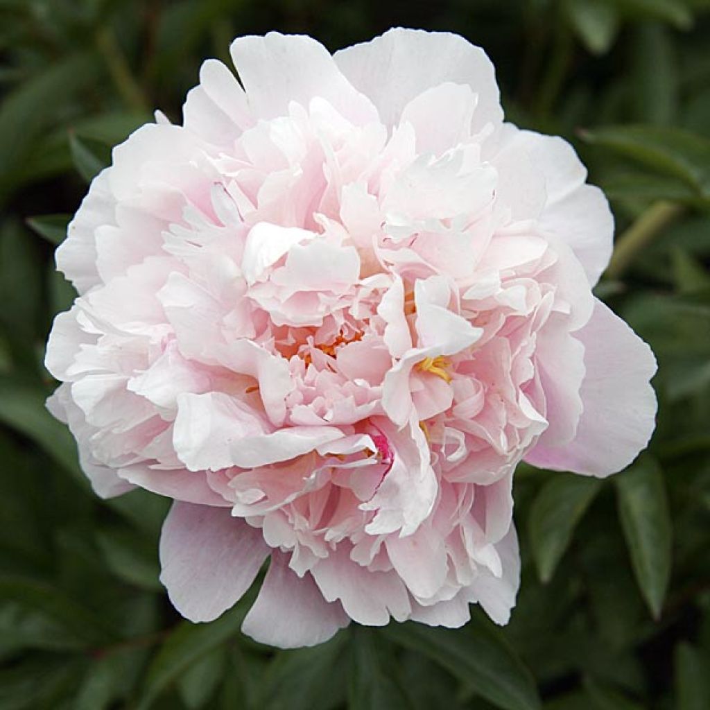 Pivoine Président Taft