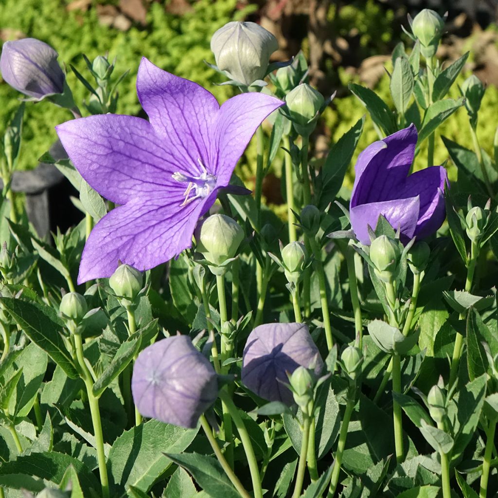 Platycodon grandiflorus Astra Blue