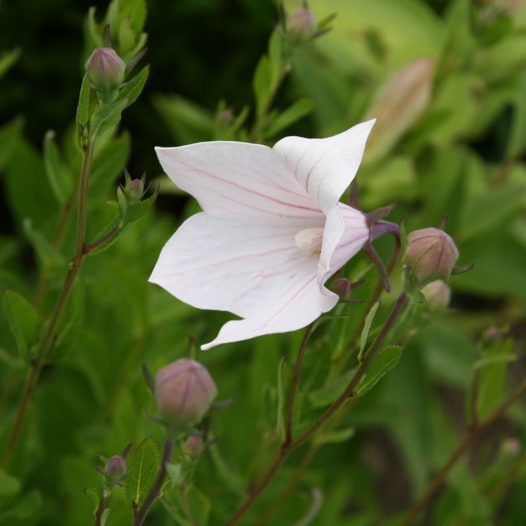 Platycodon grandiflorus Perimutterschale