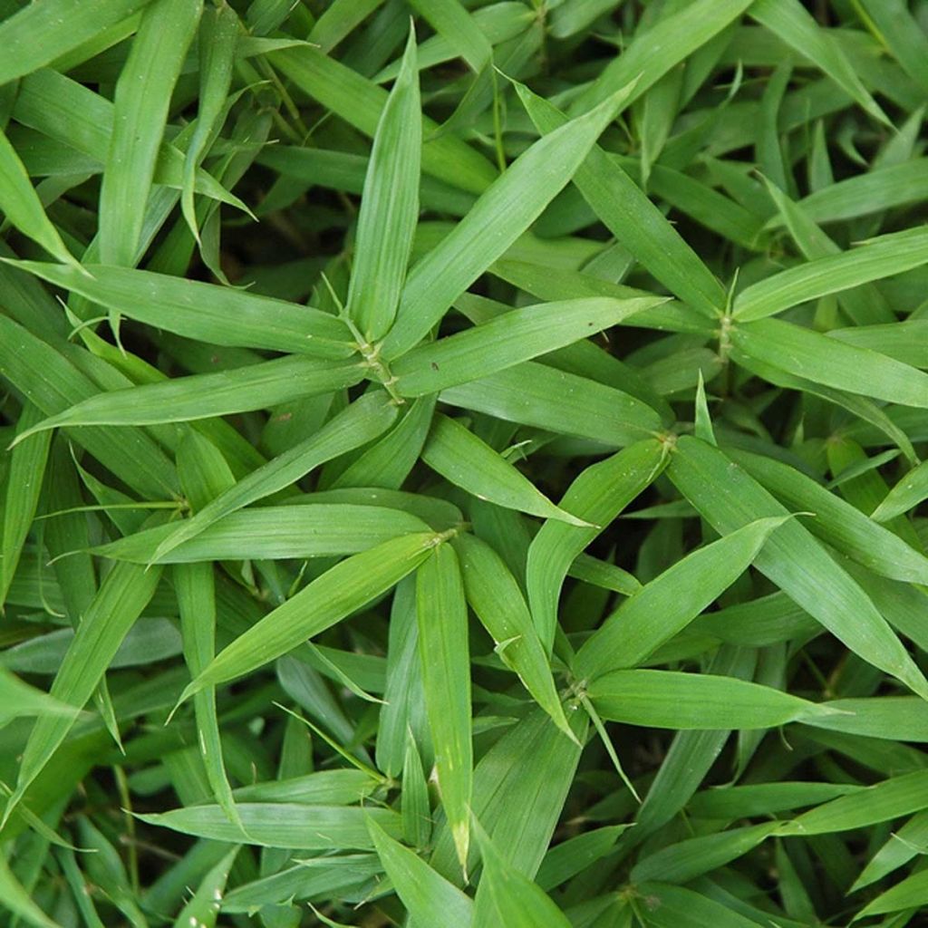 Pleioblastus argenteostriatus Pumilus - Dwarf Bamboo