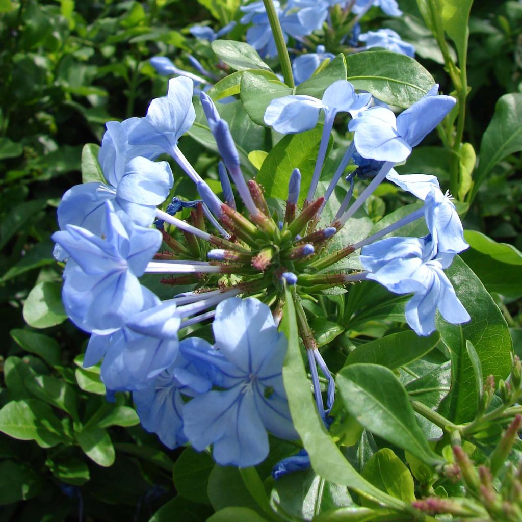 Plumbago auriculata - Dentelaire du Cap