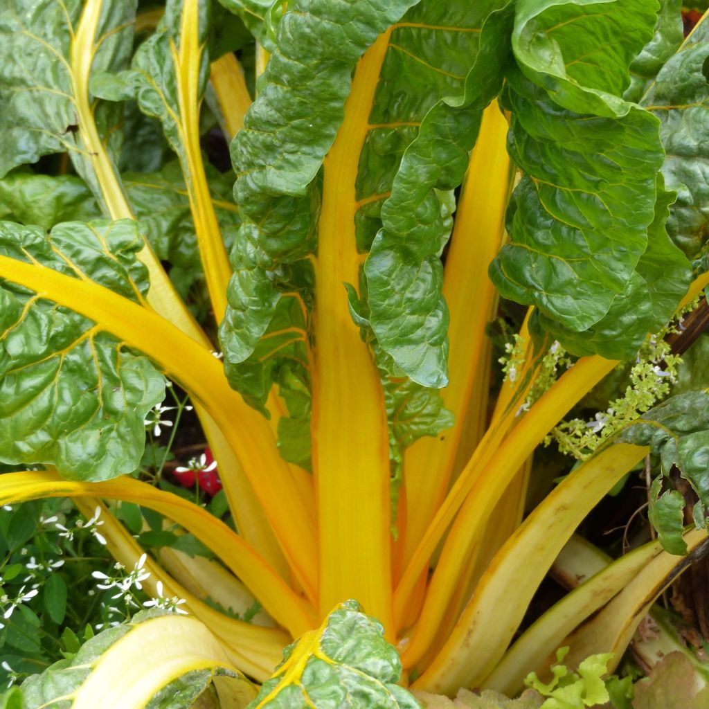 Yellow Swiss Chard