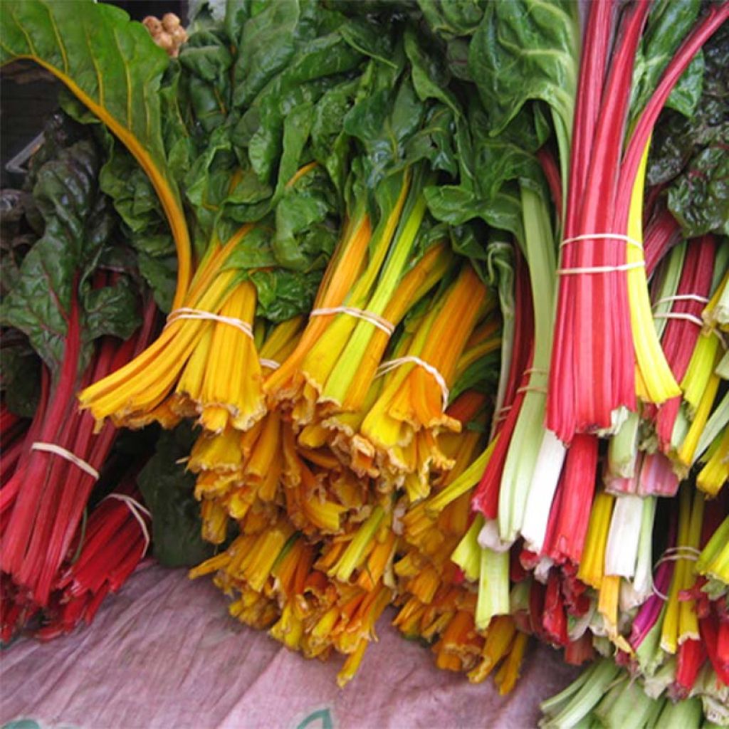 Bright Lights Swiss Chard - Beta vulgaris