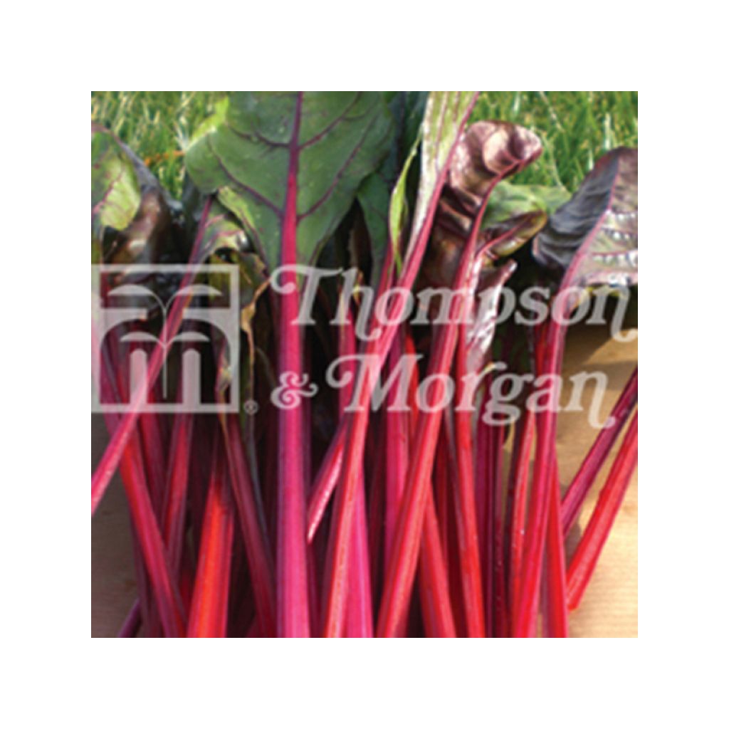 Swiss Chard Fantasy