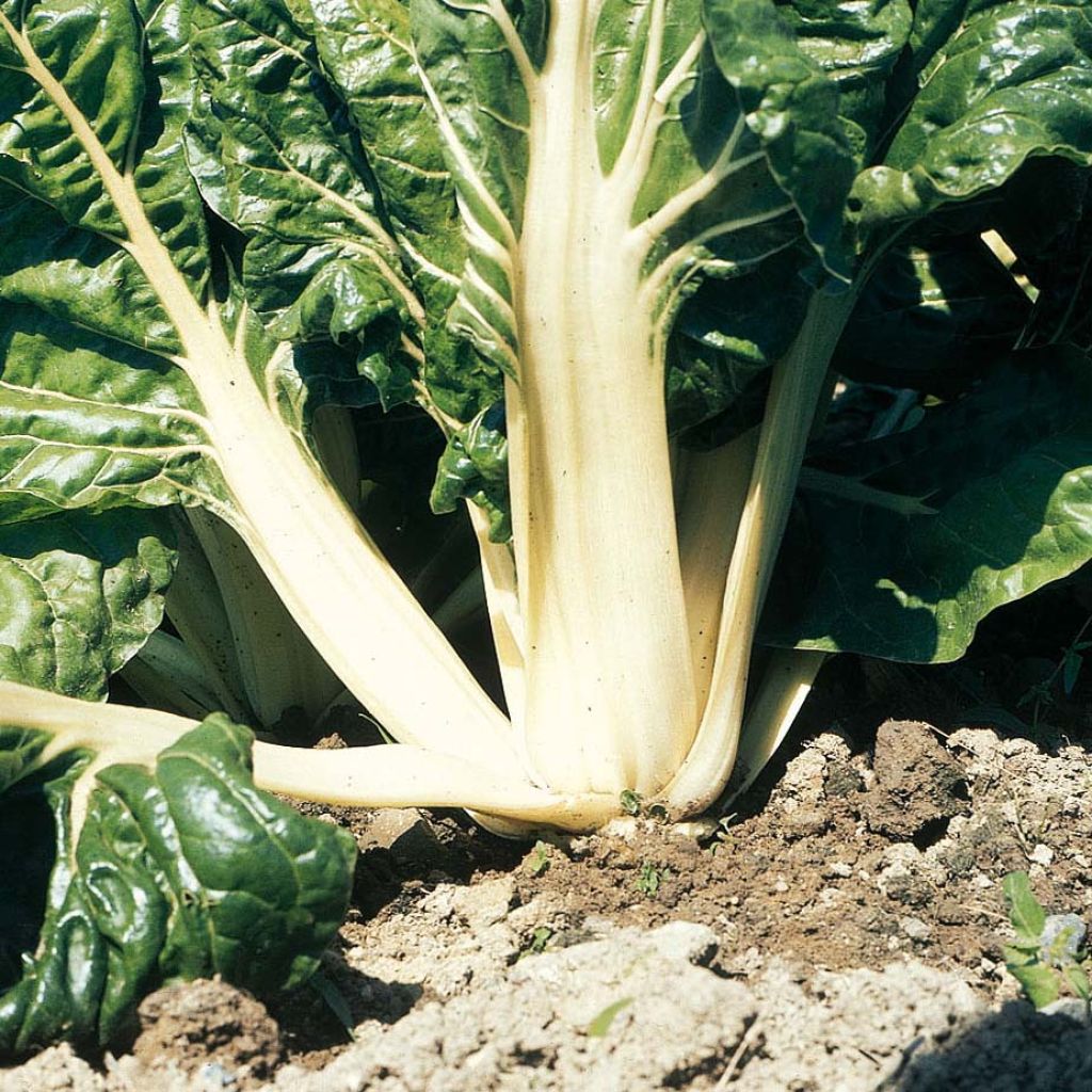 Swiss Chard Verte à Carde Blanche 3