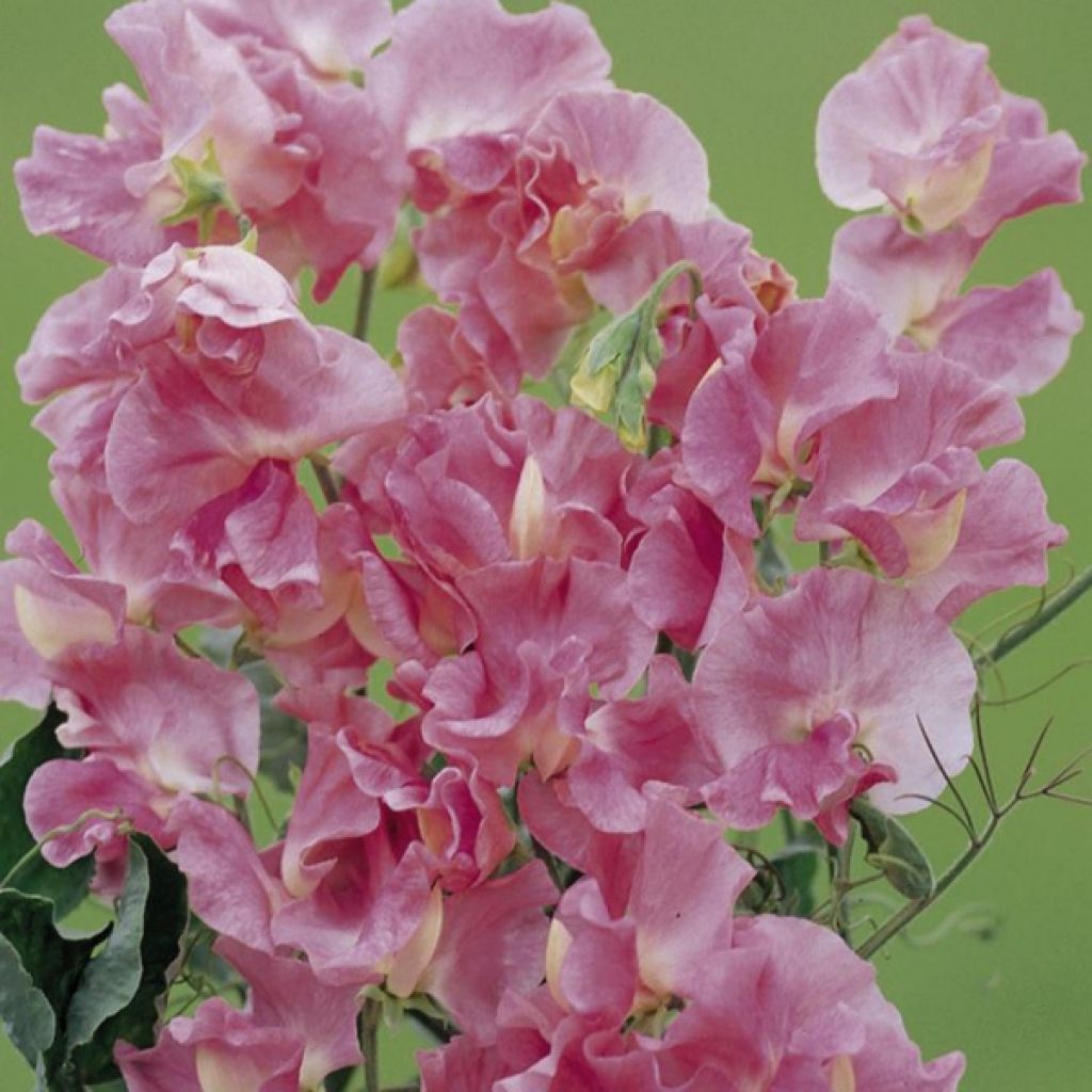 Lathyrus odoratus Mrs. R. Bolton - Sweet Pea Seeds