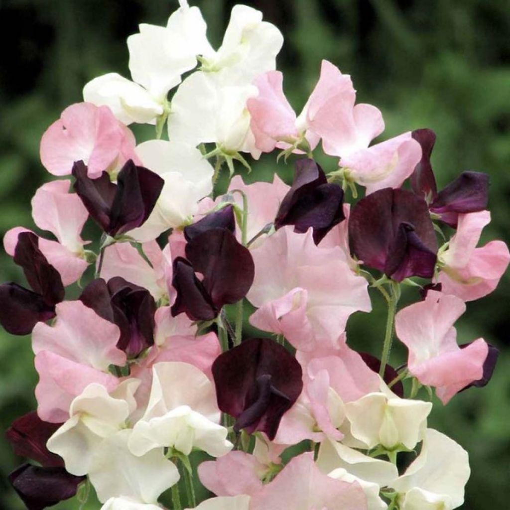 Pois de Senteur Star-Crossed Lovers - Lathyrus odoratus