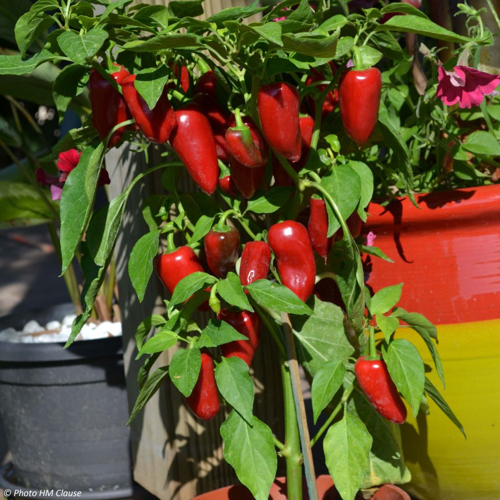 Pepper Sweetmie Red plants - Capsicum annuum