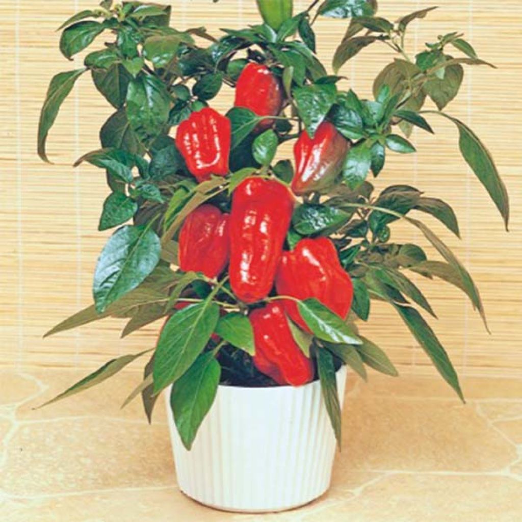 Sweet Pepper Redskin F1