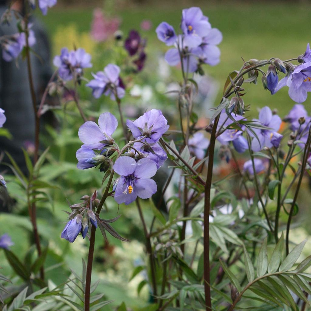 Polemonium Bressingham Purple 