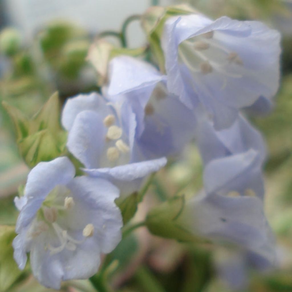 Polemonium Stairway to Heaven