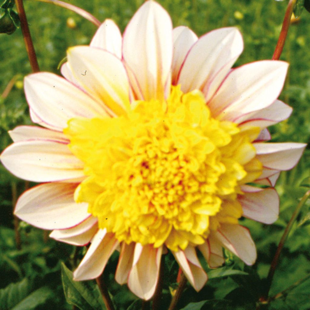 Dahlia Anémone Polka