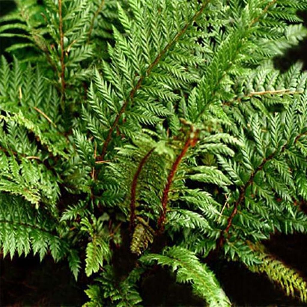 Polystichum polyblepharum Shiny Holly Fern - Lace Fern