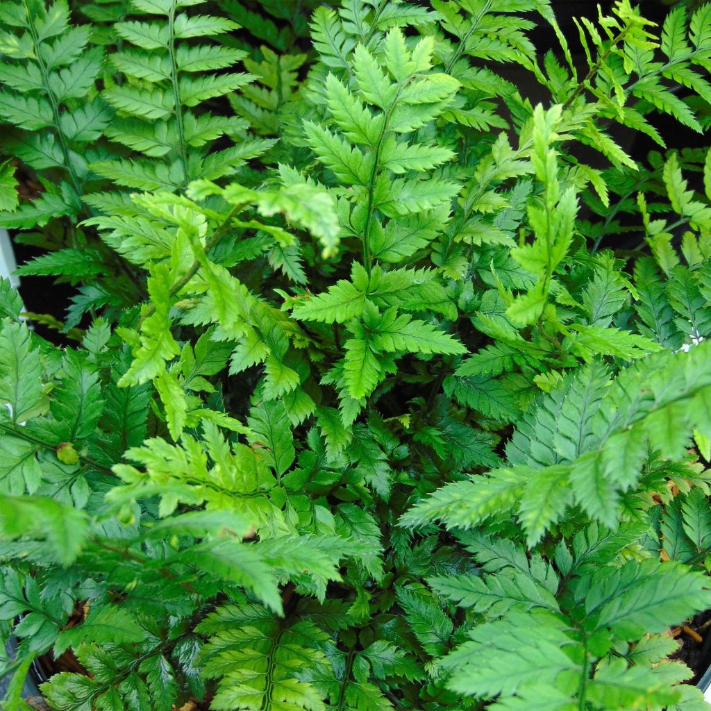 Polystichum tsus-simense - Korean Rock Fern