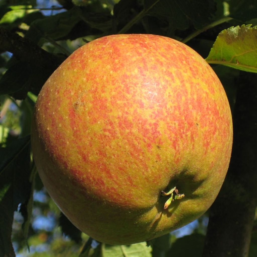 Pommier Cox Orange - Malus domestica