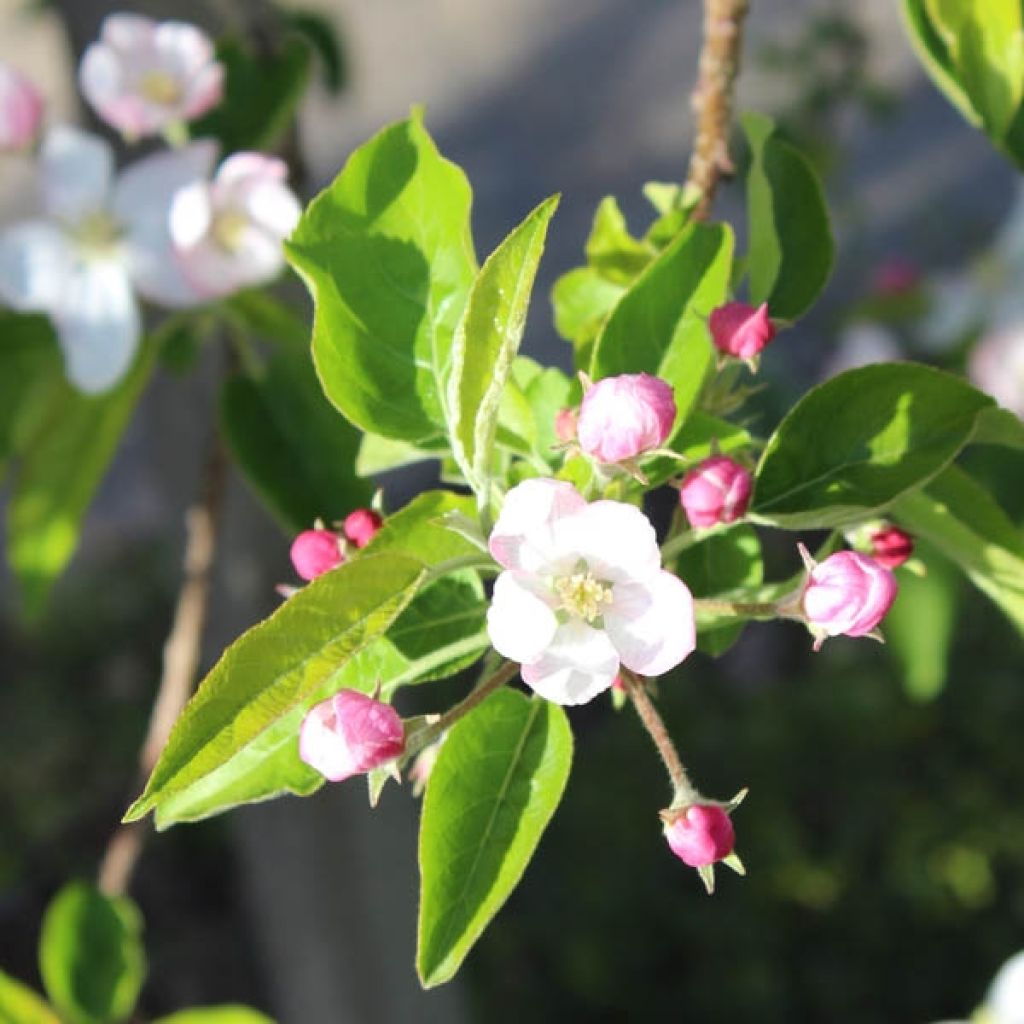 Pommier Golden Delicious - Malus domestica