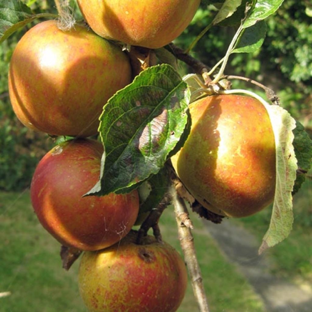 Pommier Cox Orange - Malus domestica