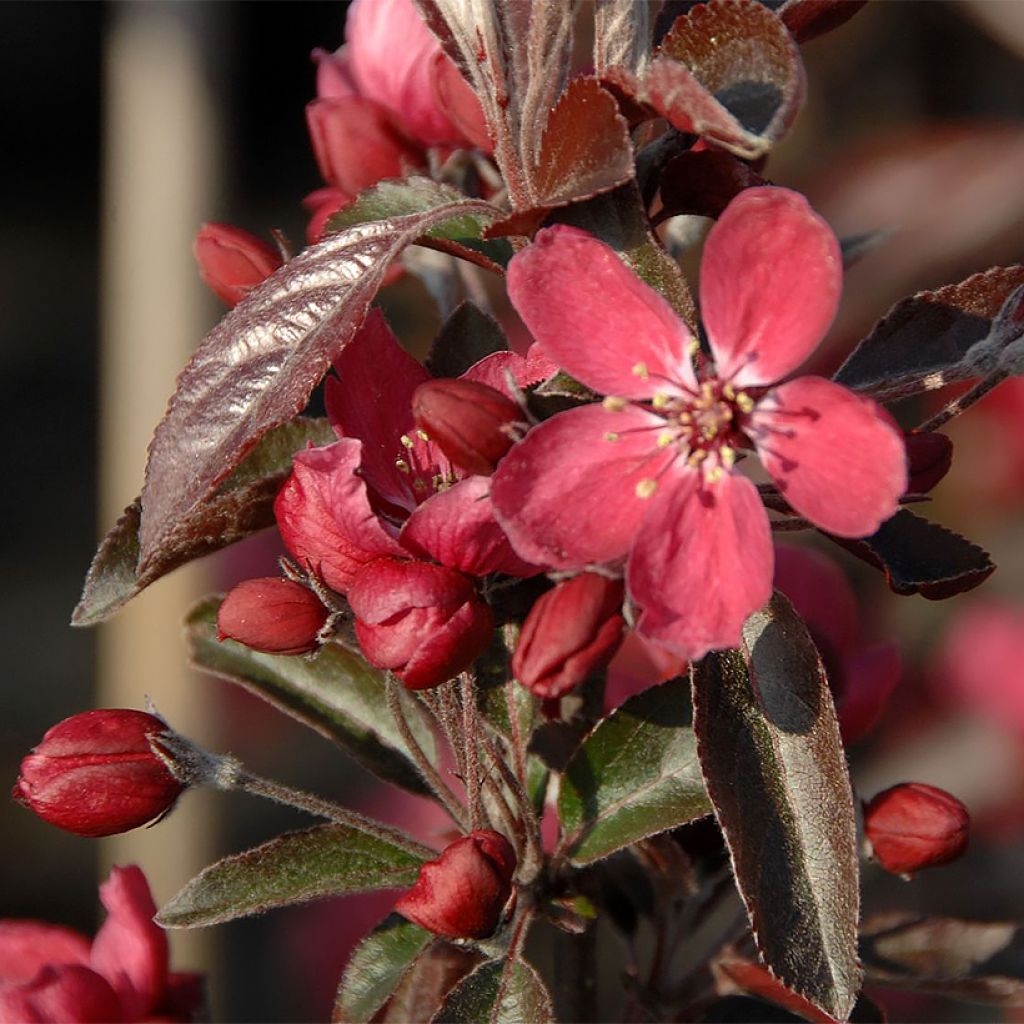 Malus Dark Rosaleen - Crab Apple