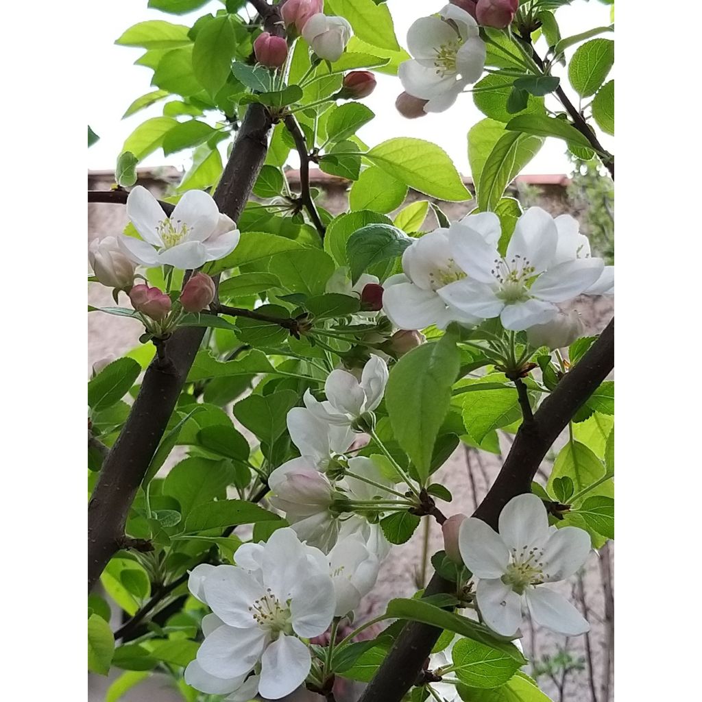 Malus Evereste - Crab Apple