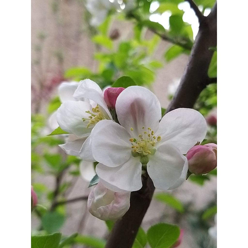 Malus Evereste - Crab Apple