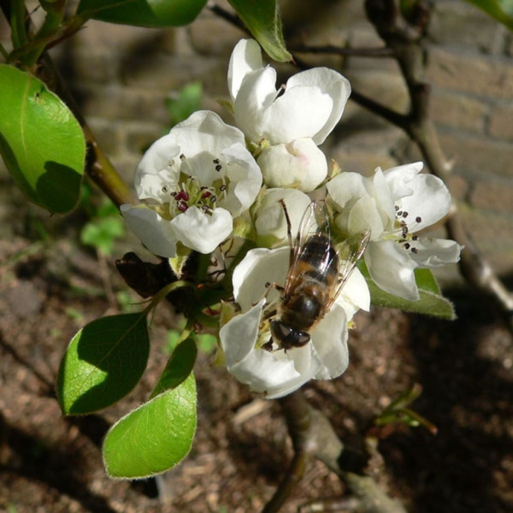 Apple Tree Elstar - Malus domestica