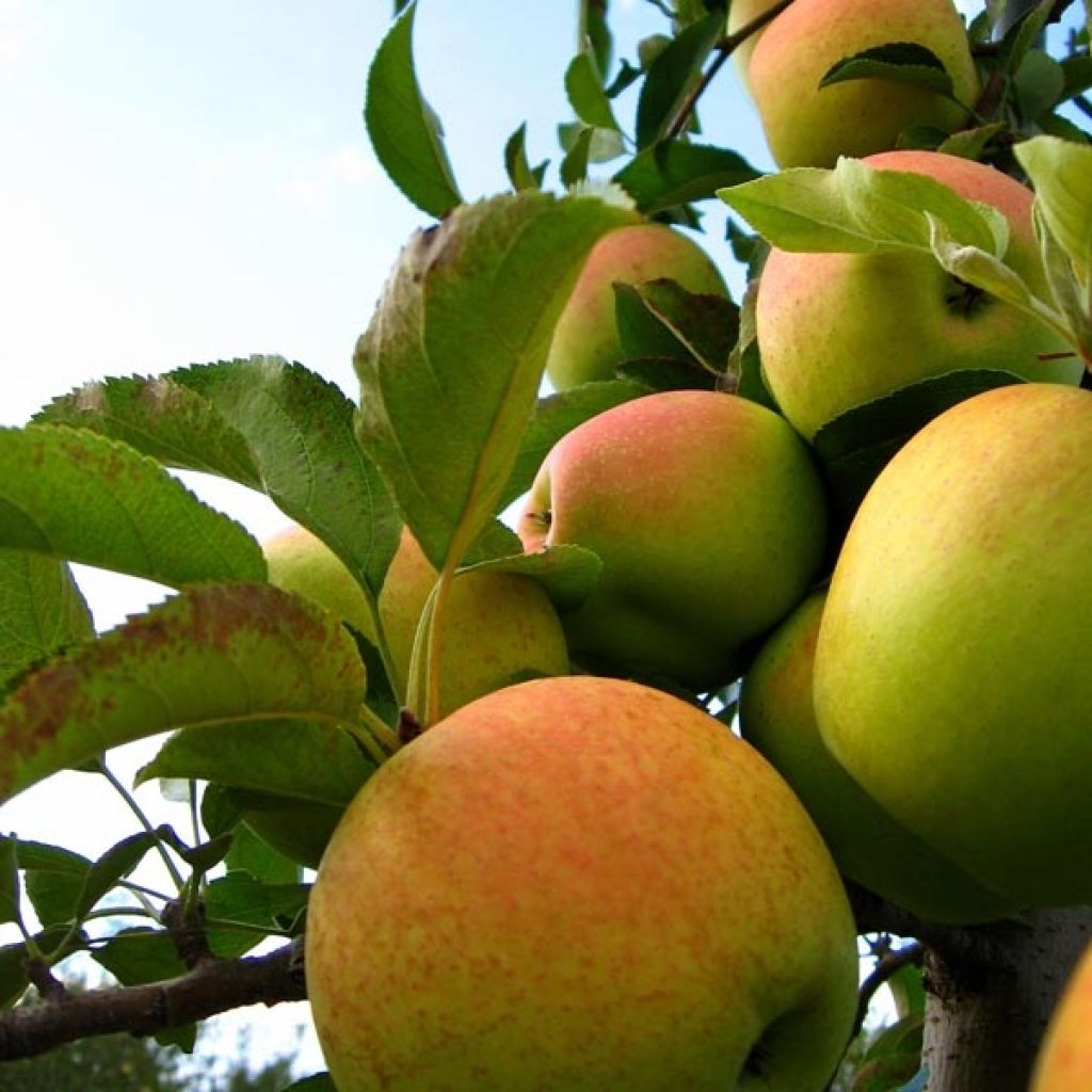 Pommier Golden Delicious - Malus domestica