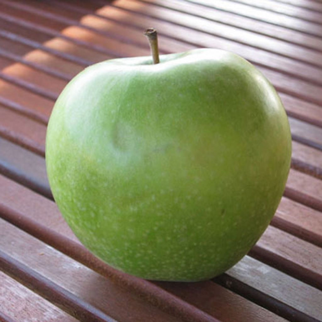 Apple Tree Granny Smith - Malus domestica
