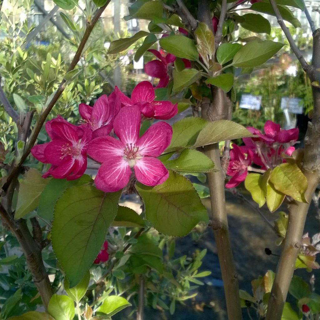 Apple Tree Red Love - Malus domestica