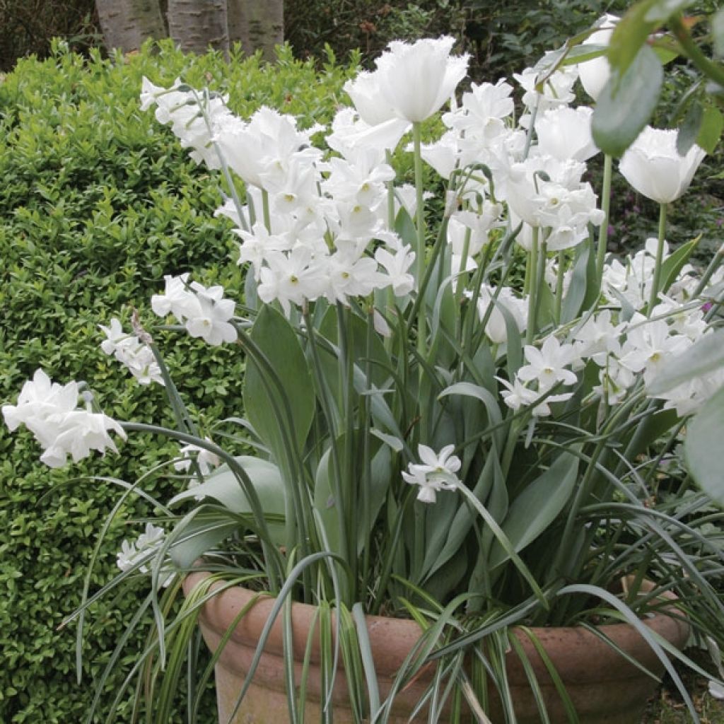 Potée Blanche