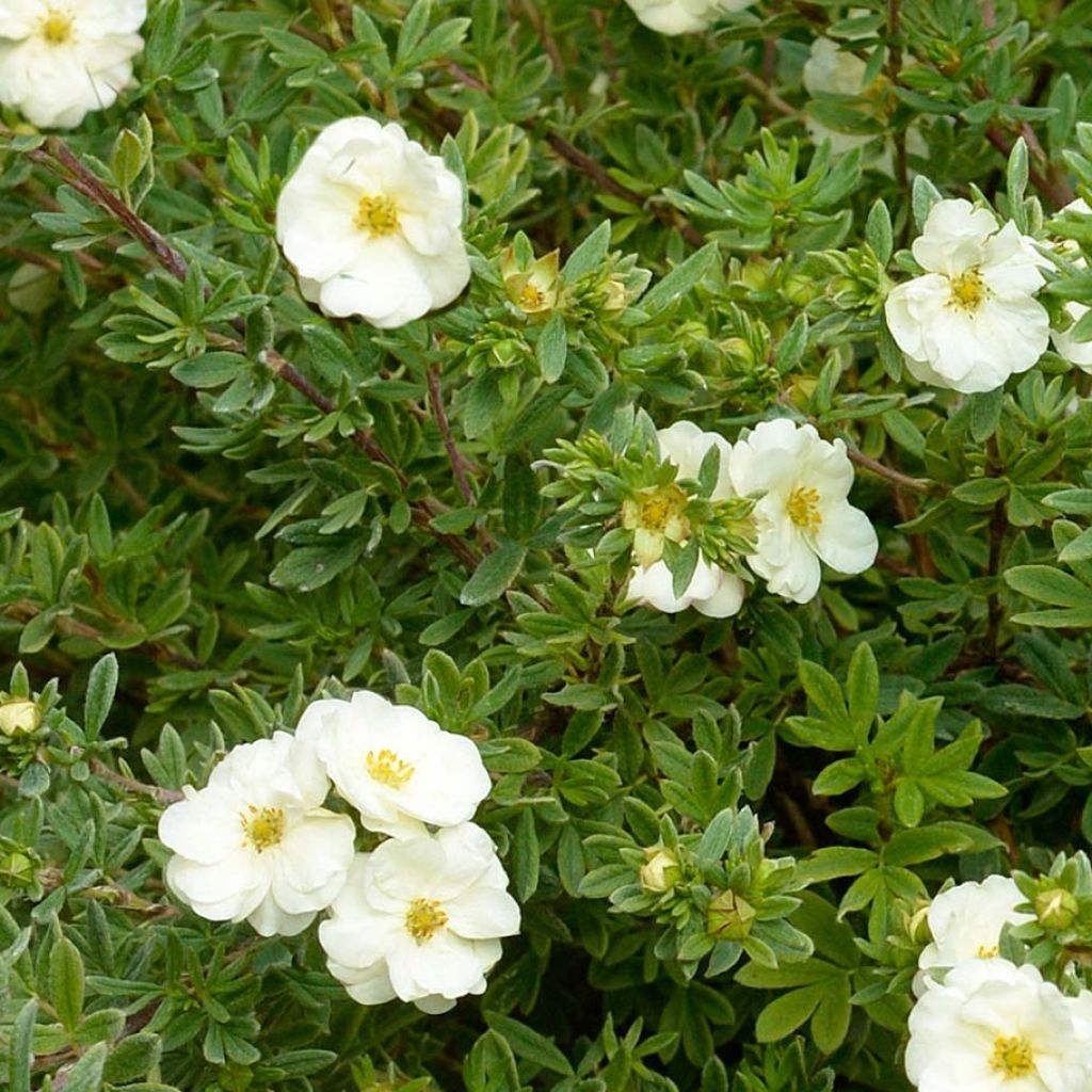 Potentilla fruticosa Double Punch Cream - Shrubby Cinquefoil