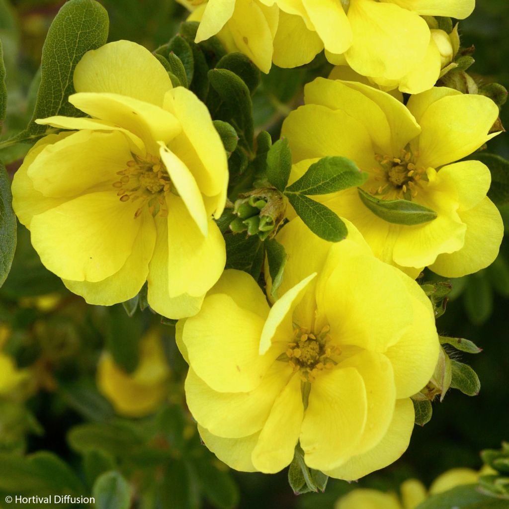 Potentilla fruticosa Double Punch Gold - Shrubby Cinquefoil