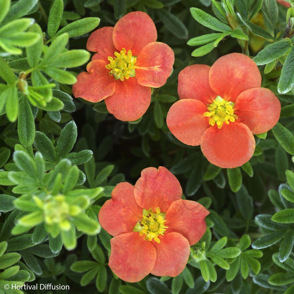 Potentilla fruticosa Redissima - Shrubby Cinquefoil