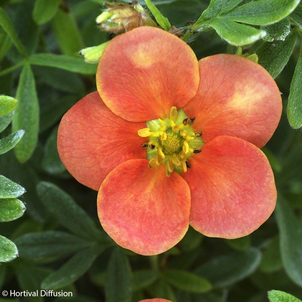 Potentilla fruticosa Redissima - Shrubby Cinquefoil