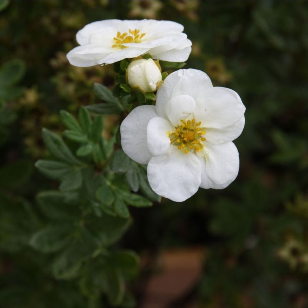 Potentilla fruticosa Crème Brûlée - Shrubby Cinquefoil