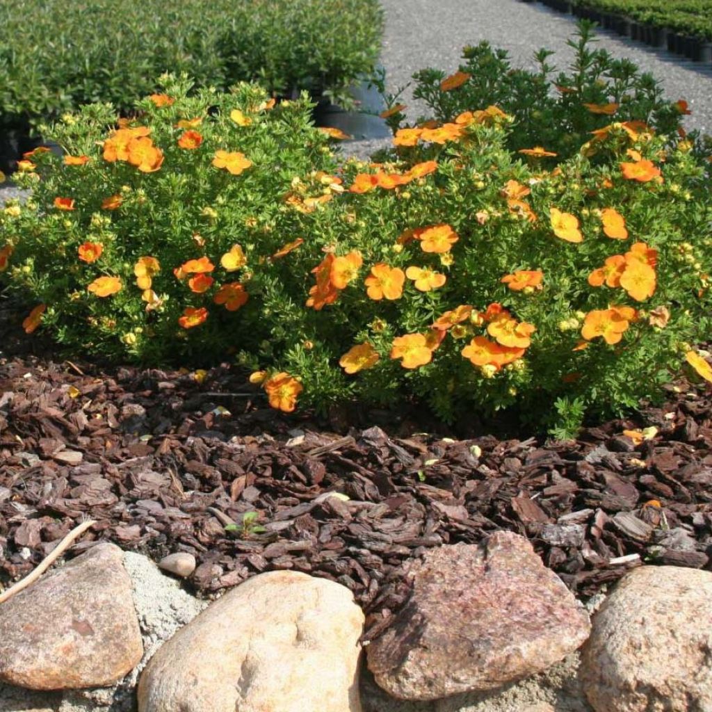 Potentilla fruticosa Bella Sol - Shrubby Cinquefoil